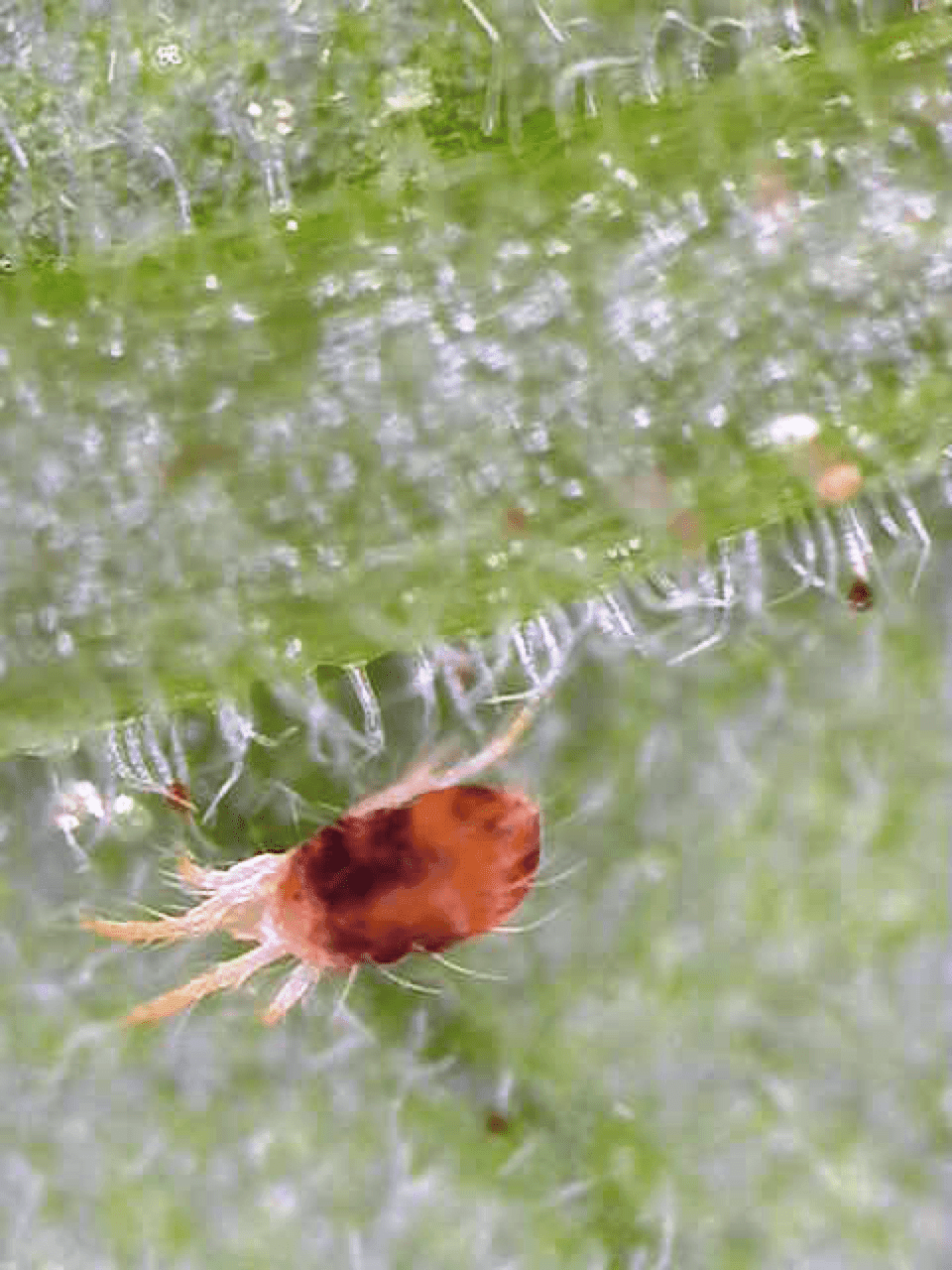 Red spider mite on a tomato plant captures with a Dino Lite 2