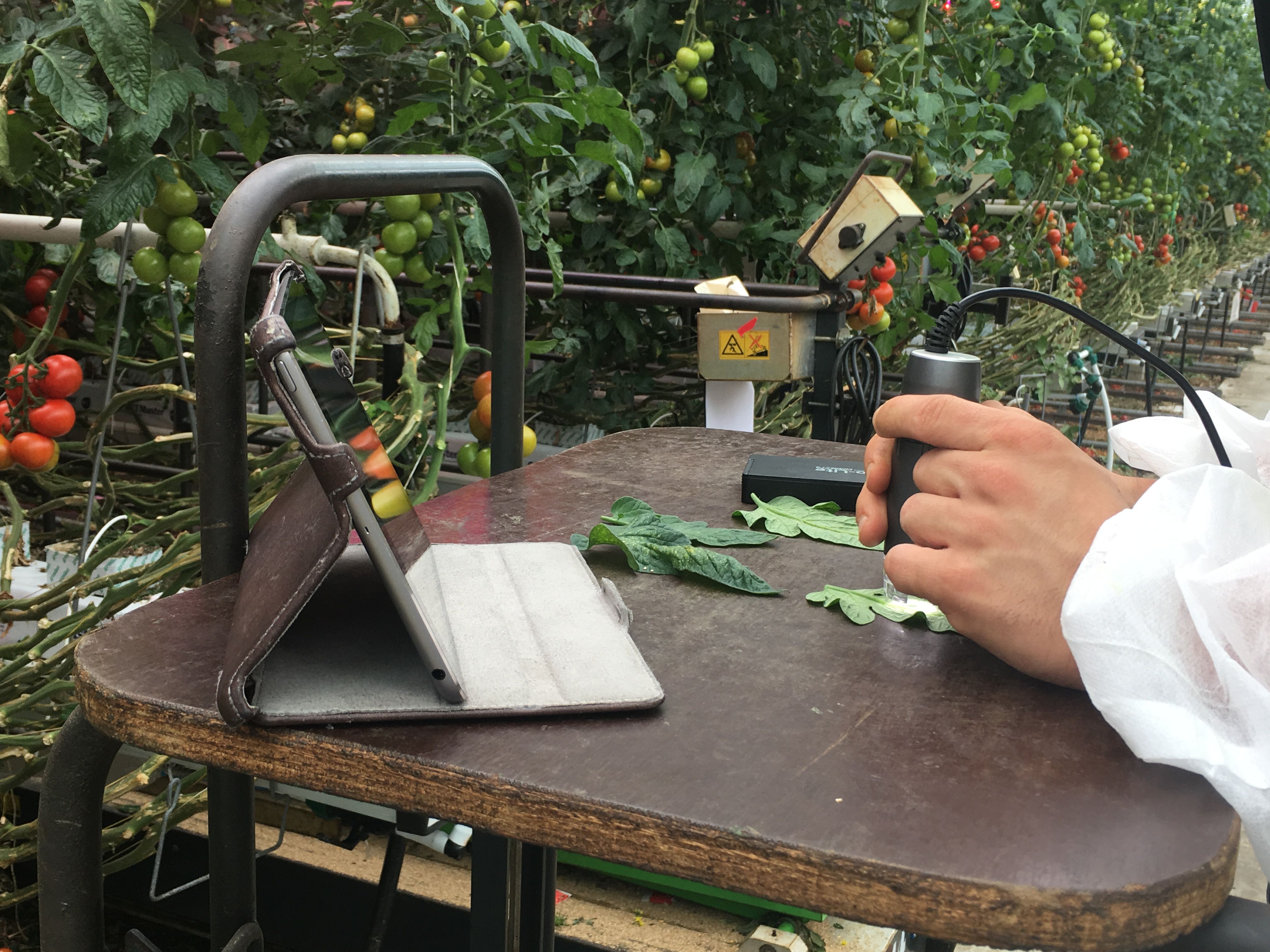 Scouting for pests inside a tomato green house 8