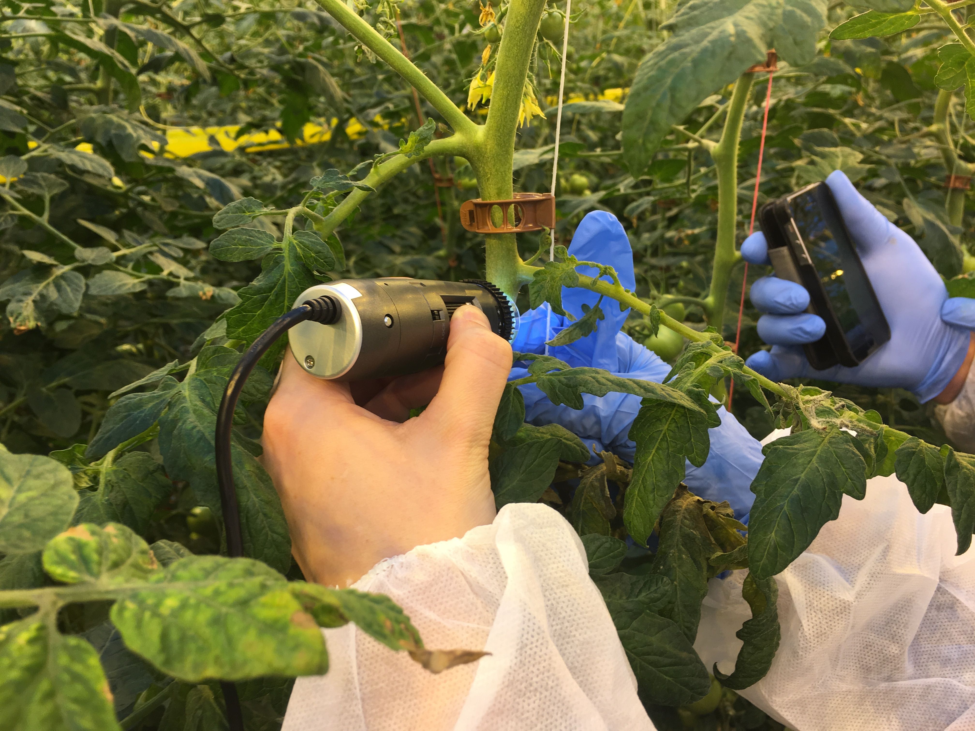 scouting for galmite inside a tomato green house1